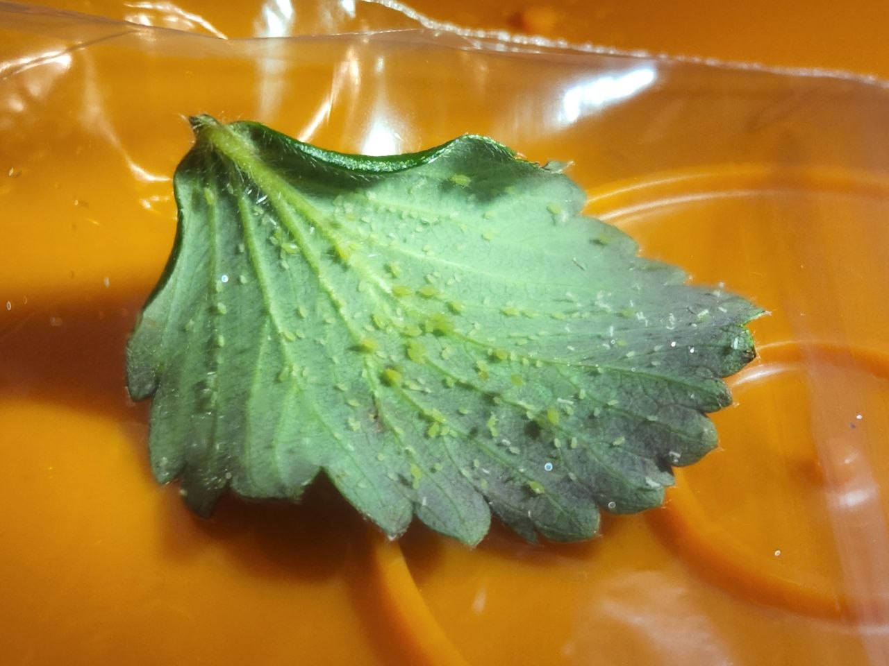 underside of a green leaf in a plastic bag. several dozen aphids can be seen on it.