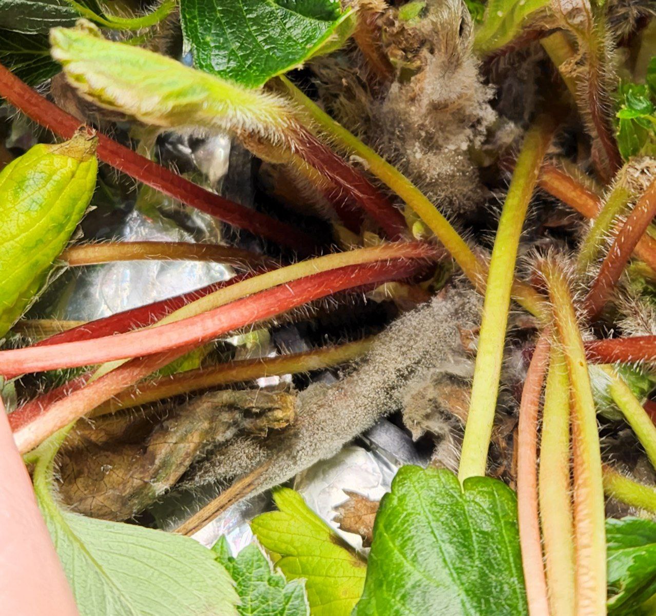 up close view of a strawberry plant crown covered in fuzzy grey mould spores